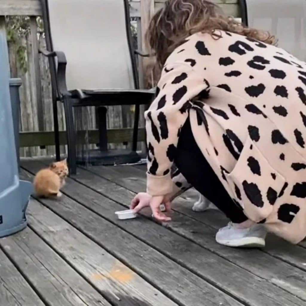 A woman gives food to a yellow kitten 1024x1024