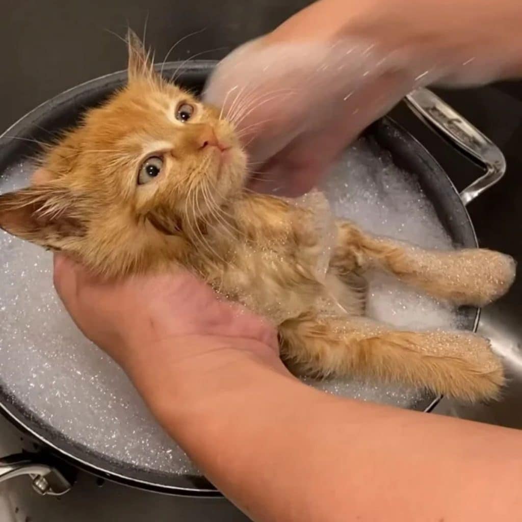 A woman is bathing a yellow kitten in a pot 1024x1024