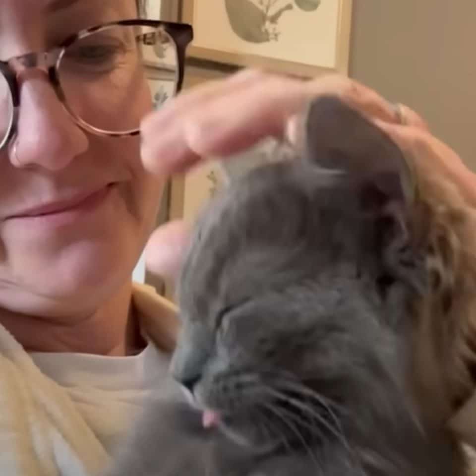 A woman strokes a cats head 960x960