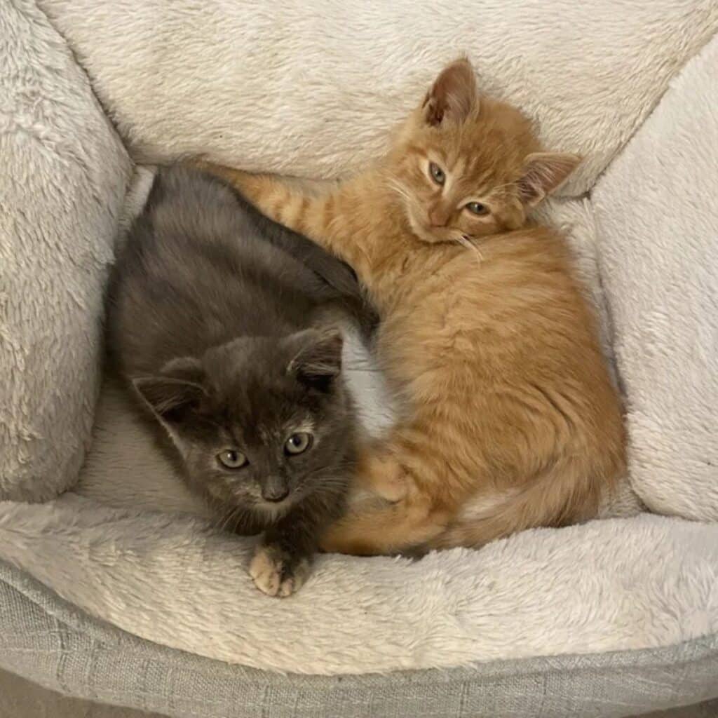 A yellow and gray kitten lie next to each other in their box