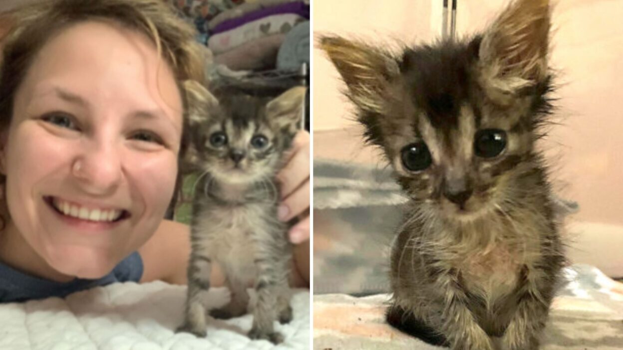 Foster Mom Rescues Tiny Kitten Just in Time