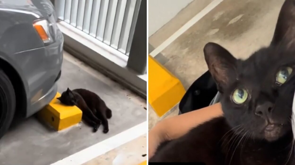 Elderly Cat Abandoned for Meowing Too Much Finds Comfort and Love