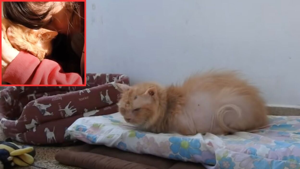 Senior Cat Who Lost Her Humans Overcomes Abuse And Finds Peace And Love In Foster Home