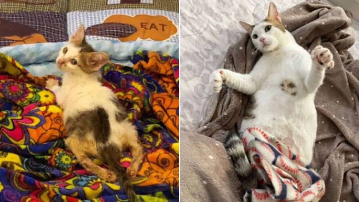 Paralyzed Kitten Chased Strangers For Help Until One Woman Changed His Life Forever