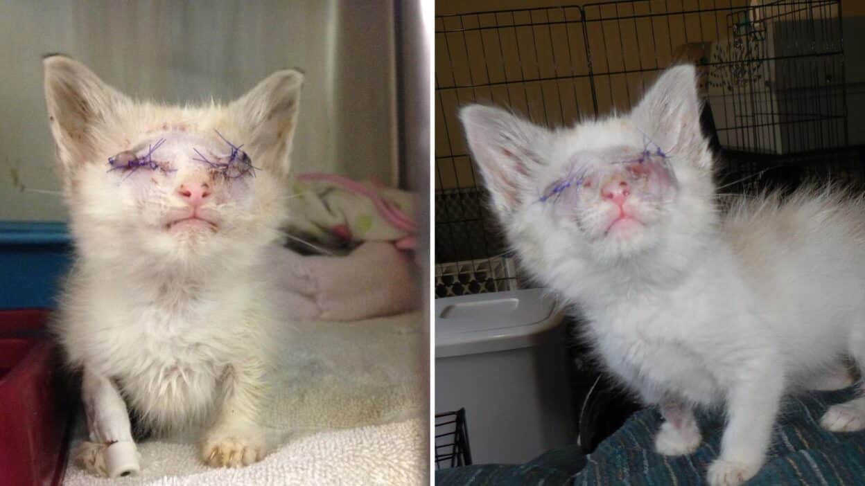 Blind Kitten Overcomes Adversity and Finds a Loving Forever Home