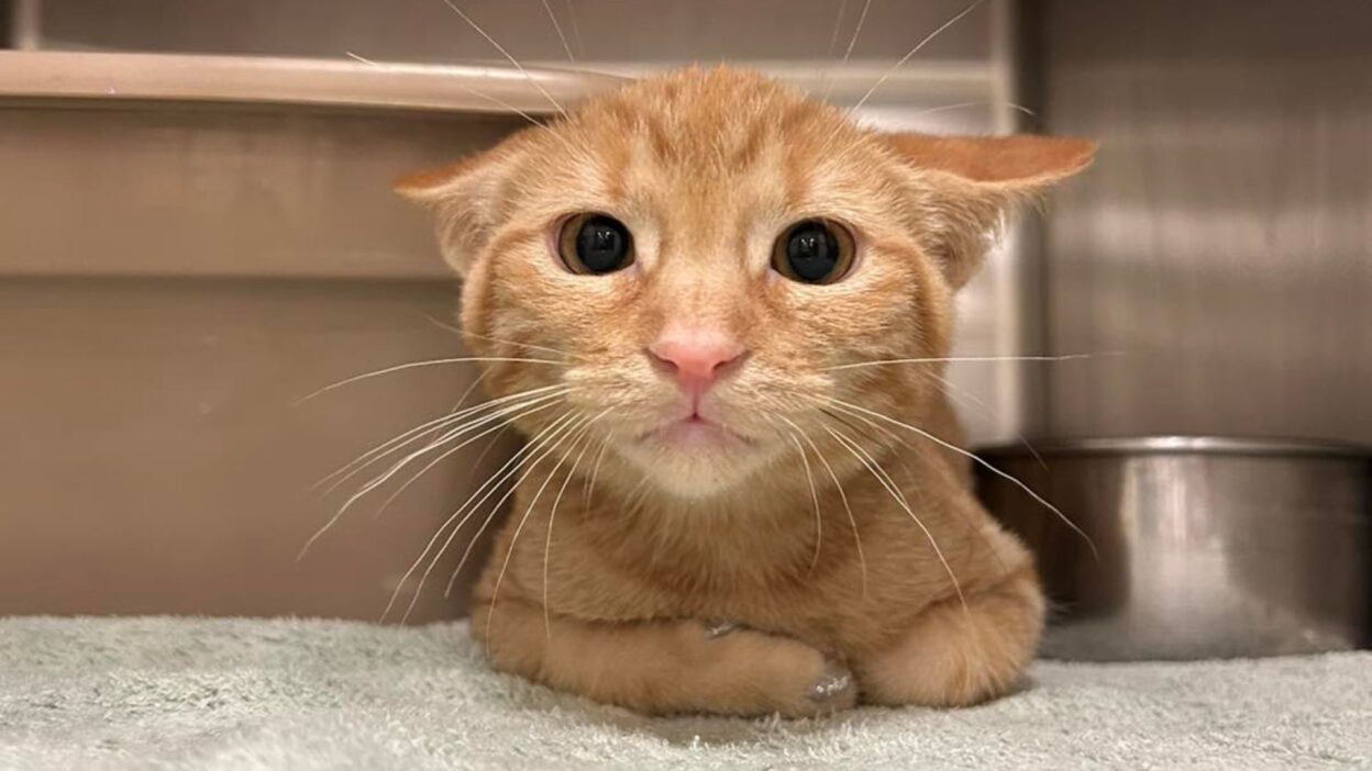 Discover How Hashbrown the Kitten Redefined What It Means to Be a Ginger Cat