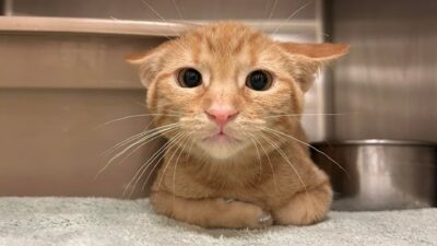 Discover How Hashbrown the Kitten Redefined What It Means to Be a Ginger Cat