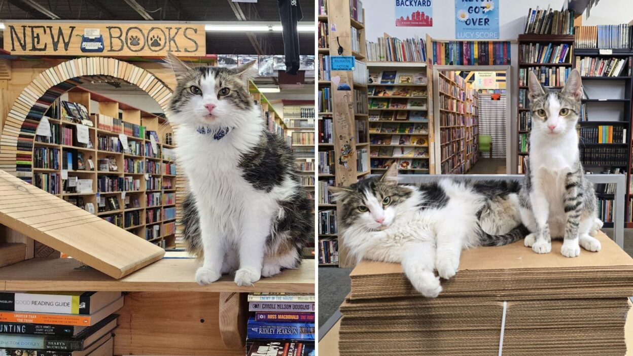 Meet Mouse: The Furry Bookstore Manager Winning Hearts in Enola, Pennsylvania