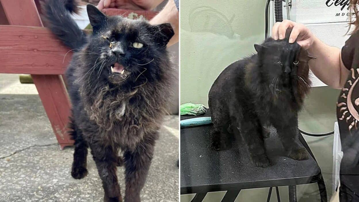Abandoned in South Jersey: Cosmo the Cat's Journey From Despair to Love