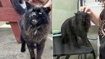 Abandoned in South Jersey: Cosmo the Cat's Journey From Despair to Love