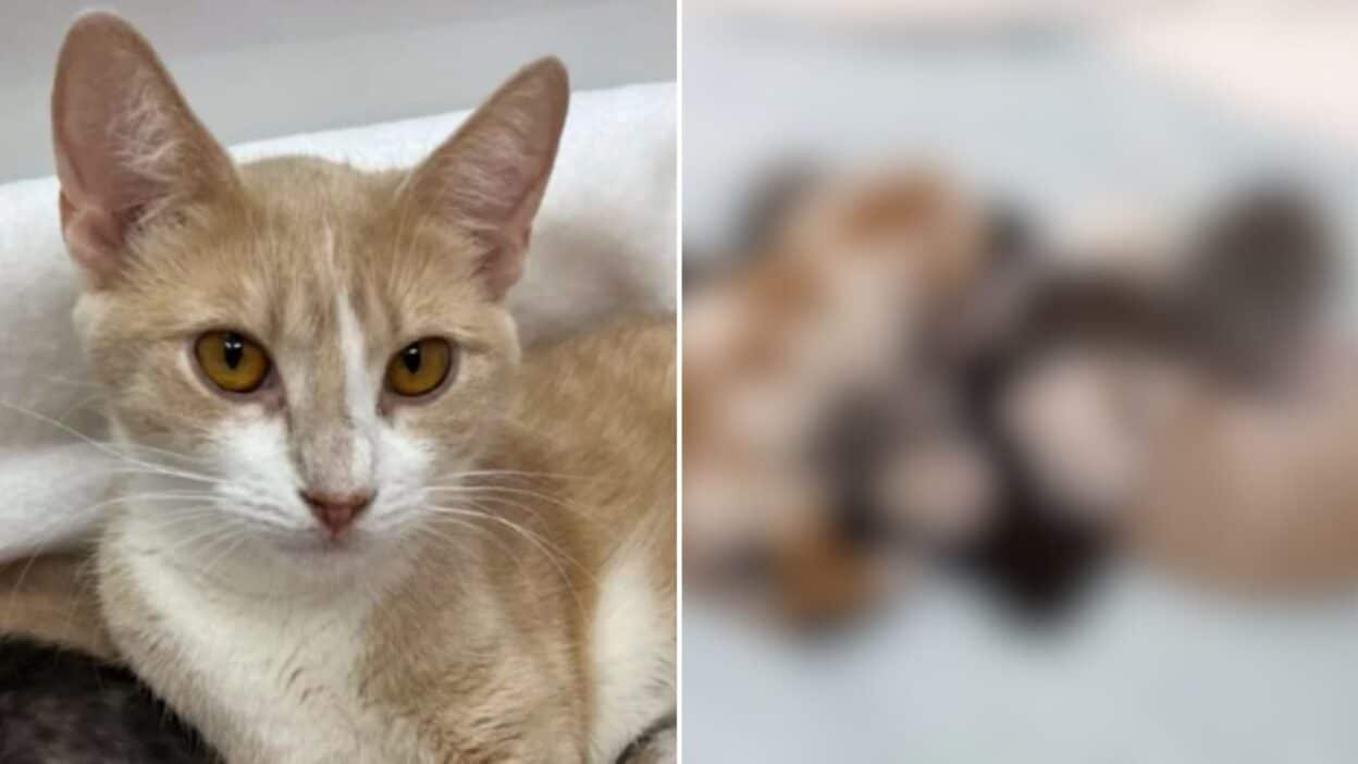 Las Vegas Family Finds Young Cat in Cold Street Guarding Her Precious Secret