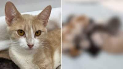 Las Vegas Family Finds Young Cat in Cold Street Guarding Her Precious Secret