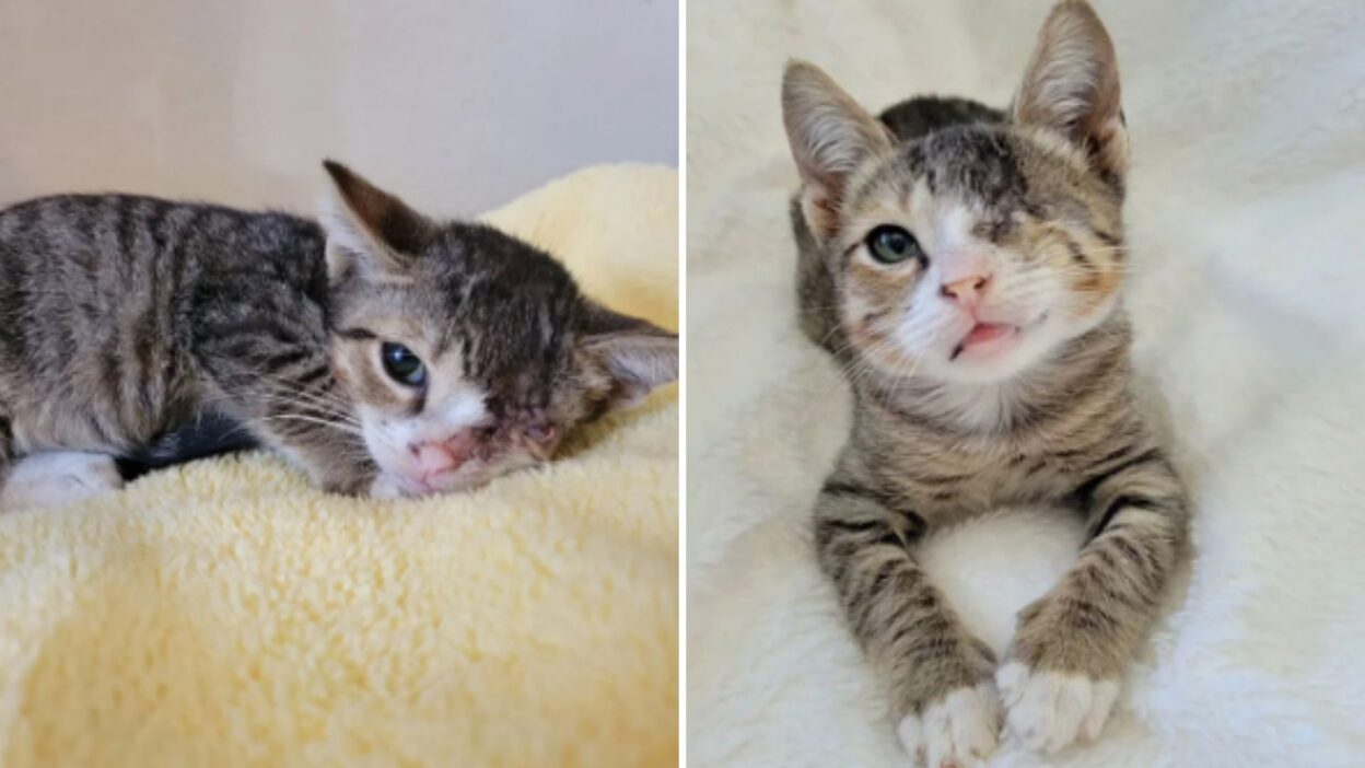 Woman Couldn’t Let Go Of The Struggling Kitten Left Behind, Unwanted And Alone