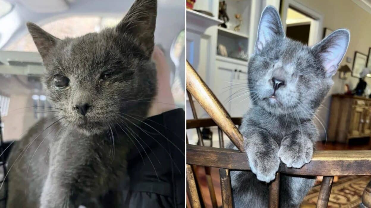 Street Cat Rescued in Dire Condition Loses Sight But Finds a New Beginning