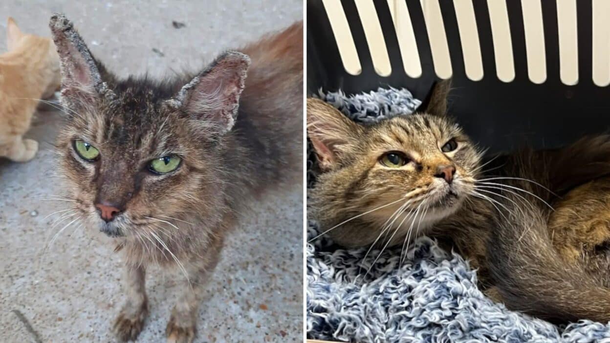 From Forgotten to Fabulous: Miko's Miraculous Transformation