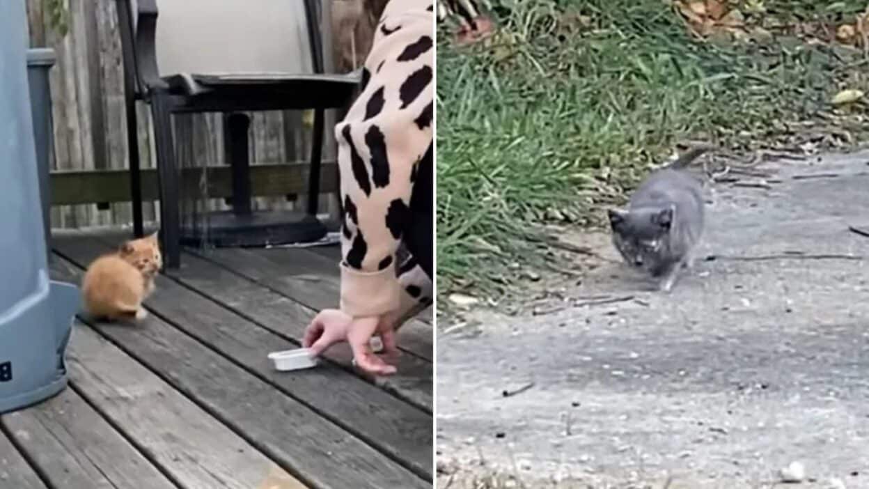 Two Tiny Strangers, One Heartwarming Bond: Virginia Rescuers' Unbelievable Discovery