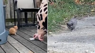 Two Tiny Strangers, One Heartwarming Bond: Virginia Rescuers' Unbelievable Discovery