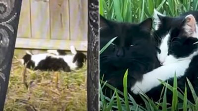 Two Stray Cats Found a Home in the Most Unexpected Way