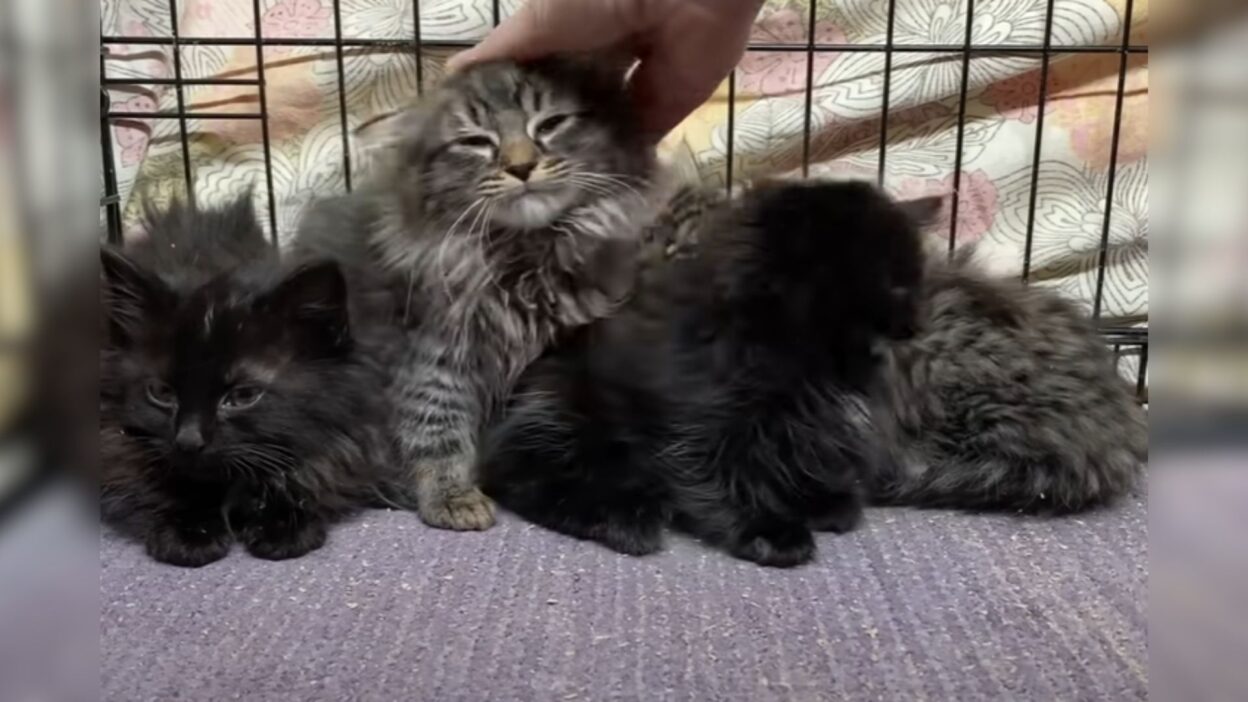 Fluffiest Litter of Kittens Rescued from Brooklyn's Cold Streets