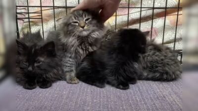 Fluffiest Litter of Kittens Rescued from Brooklyn's Cold Streets
