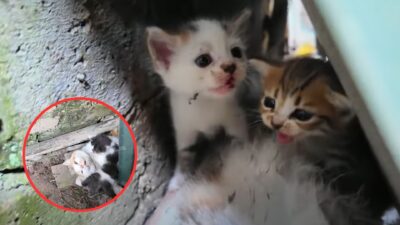 Factory Workers Save Feline Family After Hearing Frantic Meows