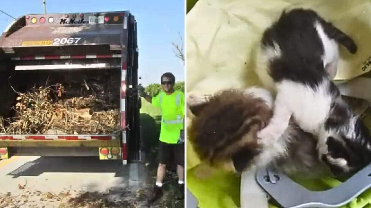 Garbage Collector Rescues Kittens from Brush Pile