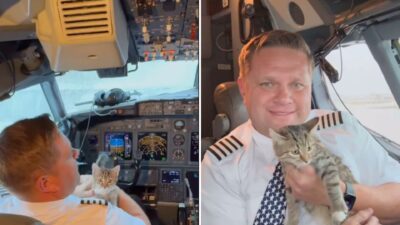 Denver Pilot Adopts Kitten Mid-Flight During Hurricane Rescue Mission