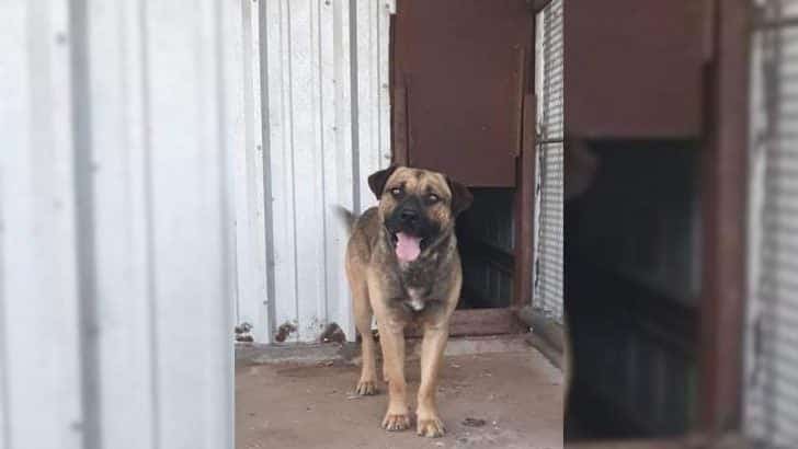From Death Row to Dream Home: Logan the Dog Finds His Forever Family