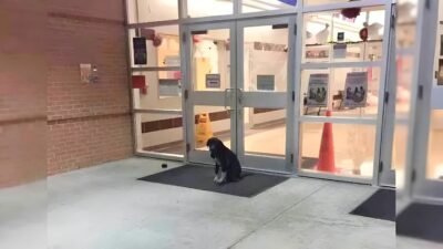 Lost Dog Who Visited School Every Day Finally Gets the Help He Needs