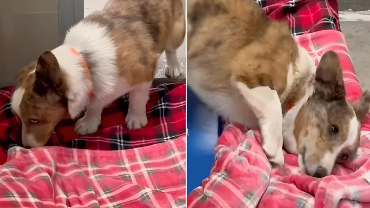 Rescue Dogs Experience the Joy of a Soft Blanket for the First Time