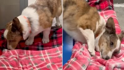 Rescue Dogs Experience the Joy of a Soft Blanket for the First Time