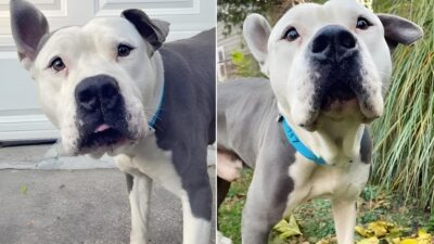 Woman Rushes To Shelter To Save Senior Dog From Euthanasia