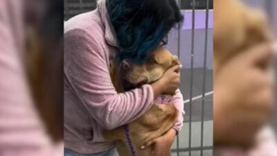 Heartbroken Dog Receives A Sweet Hug From A California Rescuer, Giving Him Hope For A Better Future