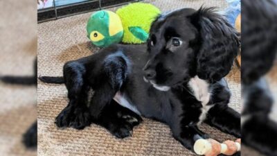 6-Legged Puppy Cruelly Dumped in a Car Park Finds Love and a Forever Home