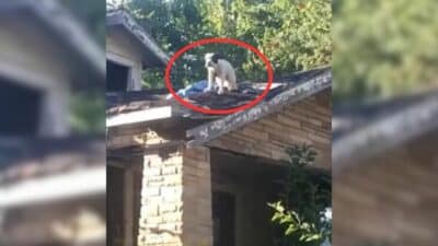 Pregnant Dog Rescued from Rooftop After Being Abandoned by Her Owners
