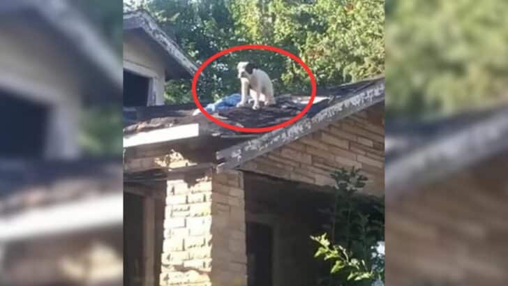Pregnant Dog Rescued from Rooftop After Being Abandoned by Her Owners
