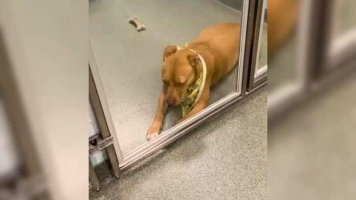 Pittie Nobody Wanted Finds Her Forever Home After 130 Days