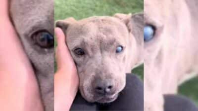 Senior Dog Abandoned at Vet Finds Hope After Family Walks Away