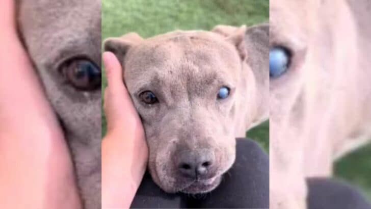 Senior Dog Abandoned at Vet Finds Hope After Family Walks Away