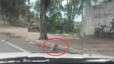 Man Rescues Disabled Dog Left on the Road