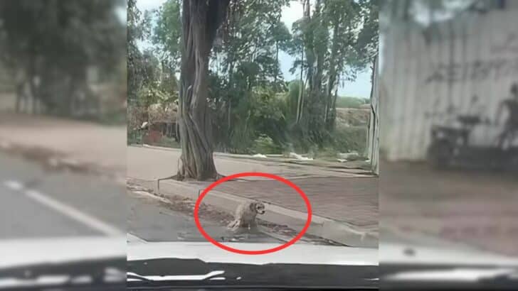Man Rescues Disabled Dog Left on the Road