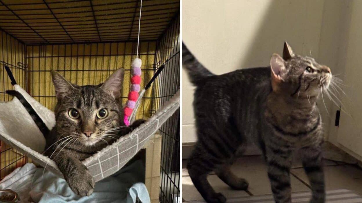 Texas Shelter Cat Miraculously Recovers from Leg Injury Once Deemed Hopeless