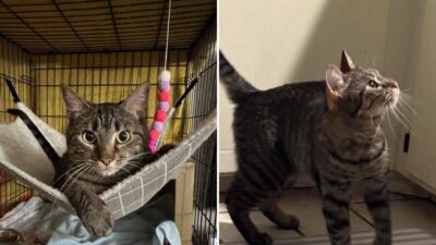 Texas Shelter Cat Miraculously Recovers from Leg Injury Once Deemed Hopeless