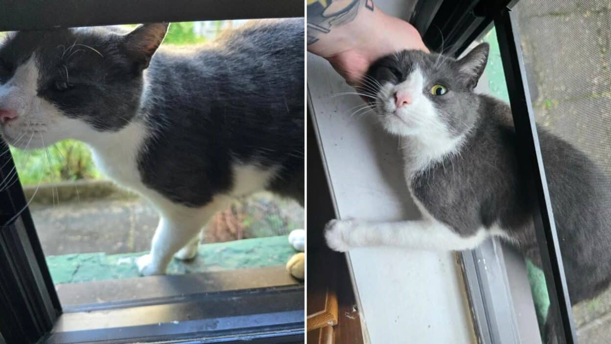 Cat Peeks Through a Window of a New York Home and Finds Everything He’s Been Dreaming Of