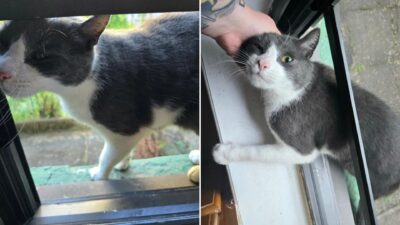 Cat Peeks Through a Window of a New York Home and Finds Everything He’s Been Dreaming Of
