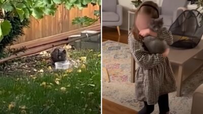 A Little Girl's Wish Comes True When a Kitten Appears Like Magic