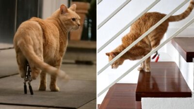 Vito the Bionic Cat Defies All Odds and Becomes a True Fighter