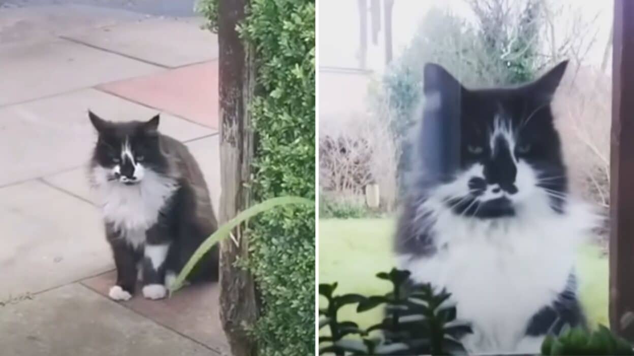 Persistent Cat Takes Five Years to Win Over a Family's Heart