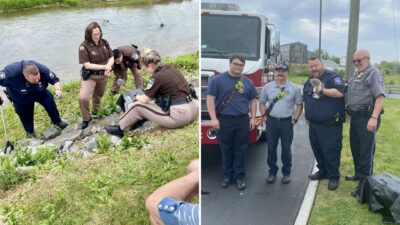 Desperate Meows Lead to a Heartwarming Kitten Rescue