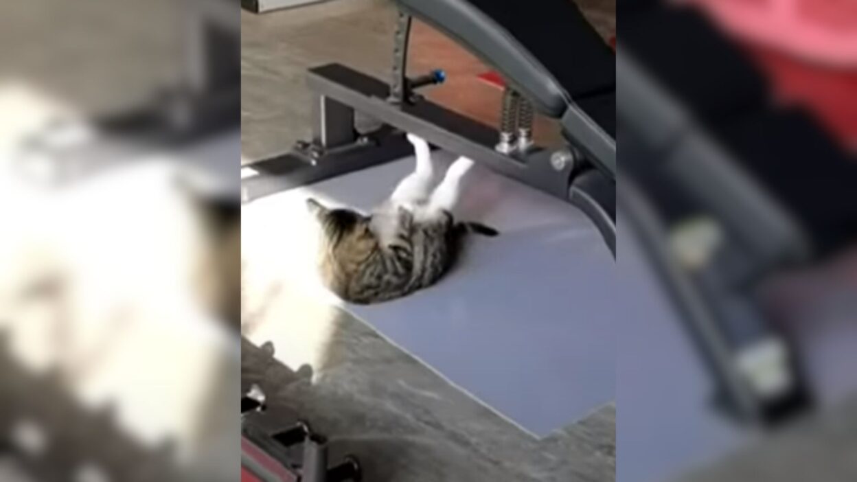 Meet the Tabby Cat Who Stole Hearts with Her Adorable Sit-Ups